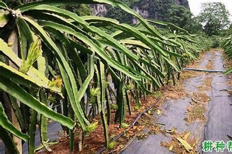 火龙果该如何种植 火龙果的种植技巧