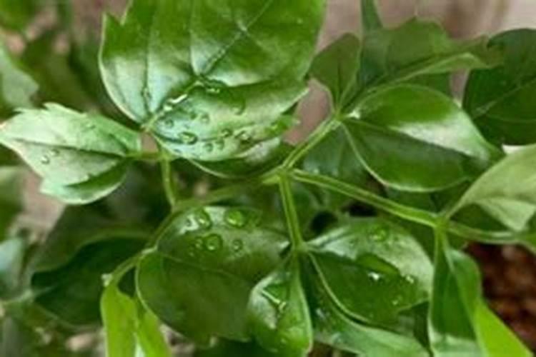 幸福树多久施一次肥 施什么肥好