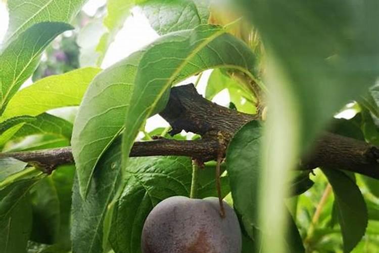 李子树需要硫酸亚铁吗？