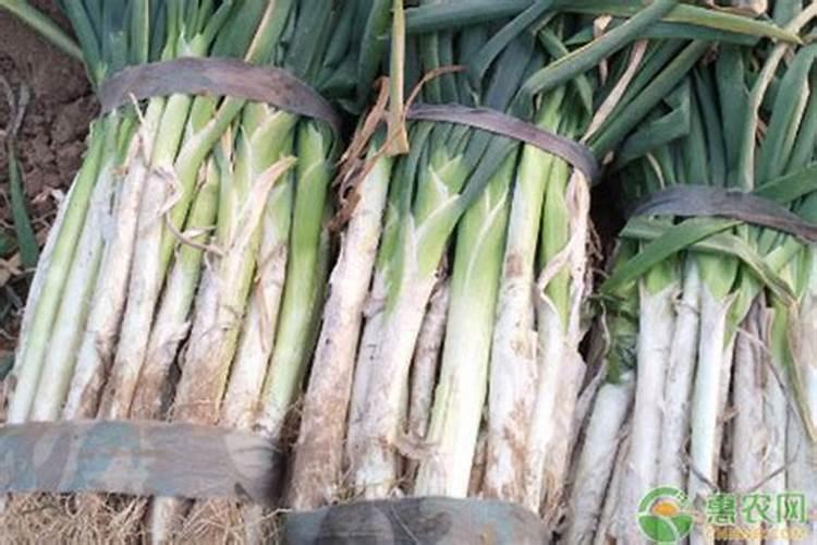 家庭种葱需要什么肥料