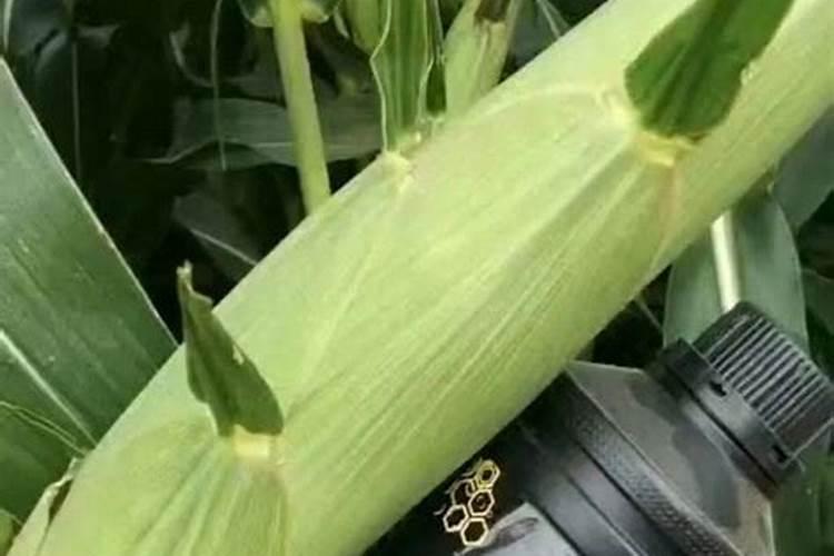 新型氮肥横空出世,效果吊打传统尿素!