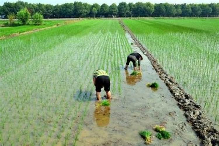 枇杷树一年打几次药的时间表