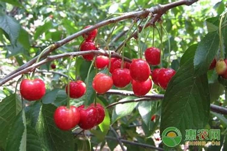 哪几种海棠可以嫁接苹果