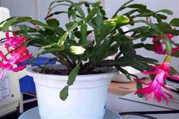 才买的蟹爪兰幼苗,怎么上盆,多大的盆？