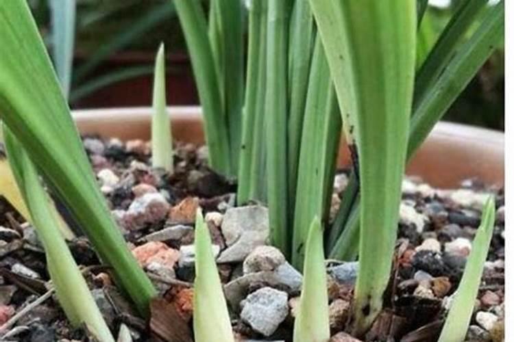 兰花为什么发芽那么慢？