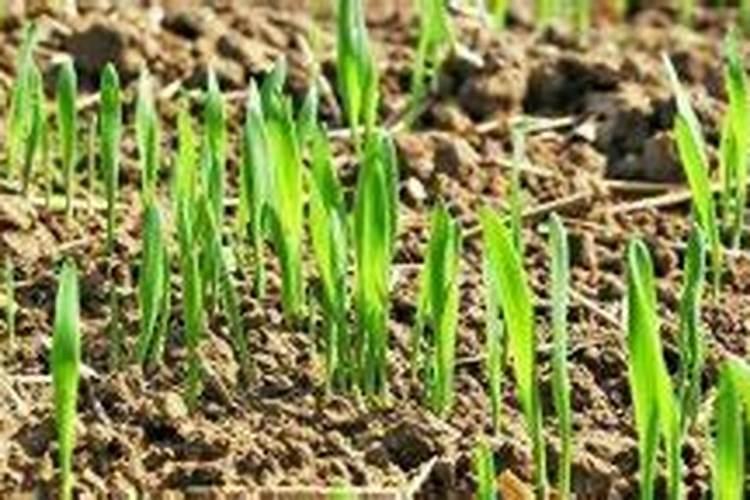 大豆田中的害虫