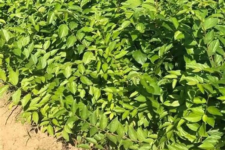 朴树的施肥方法及时间简单介绍 朴树的施肥方法及时间