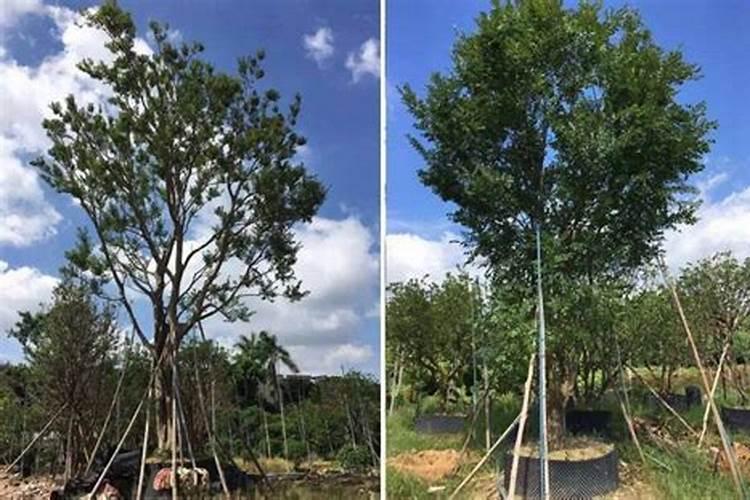 朴树的施肥方法及时间 朴树的施肥方法及时间简单介绍