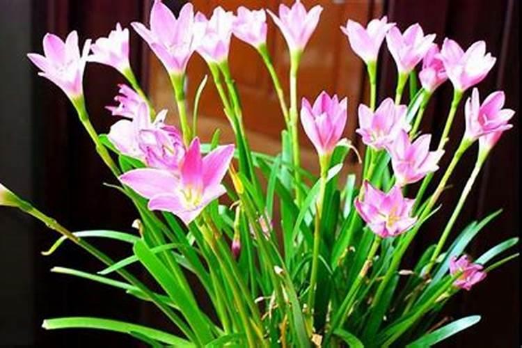 韭莲怎么施肥,施什么肥