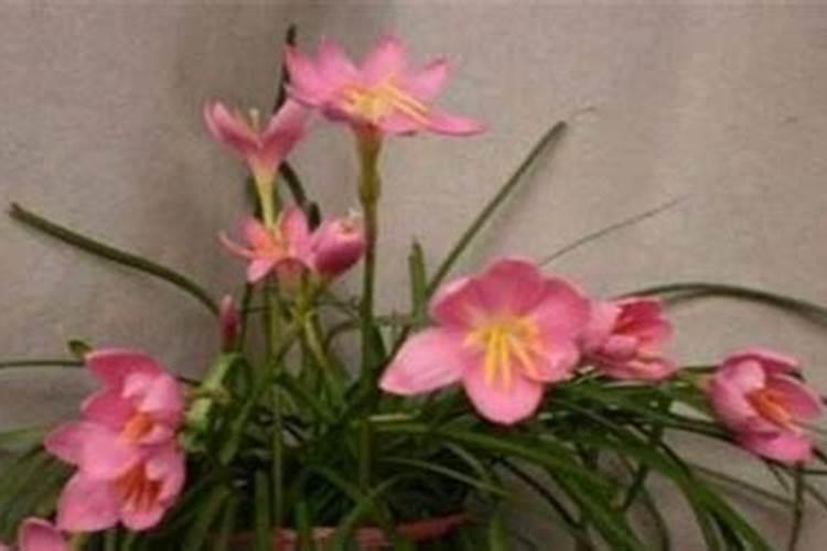 韭莲韭莲的养殖方法/韭莲的养护知识