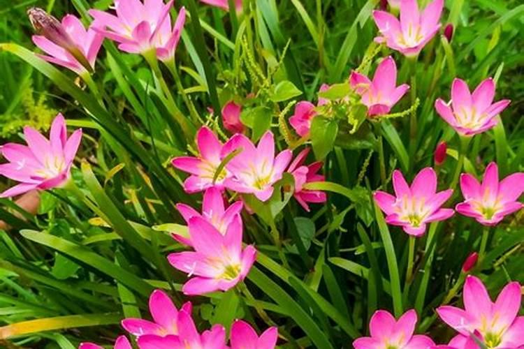 怎么种植葱兰(韭莲)？