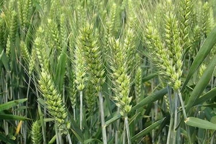 种小麦施什么肥料好？