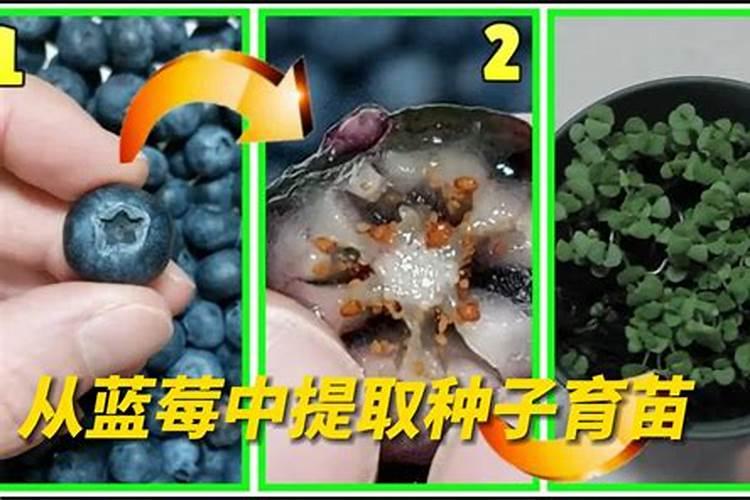磷肥适合什么农作物