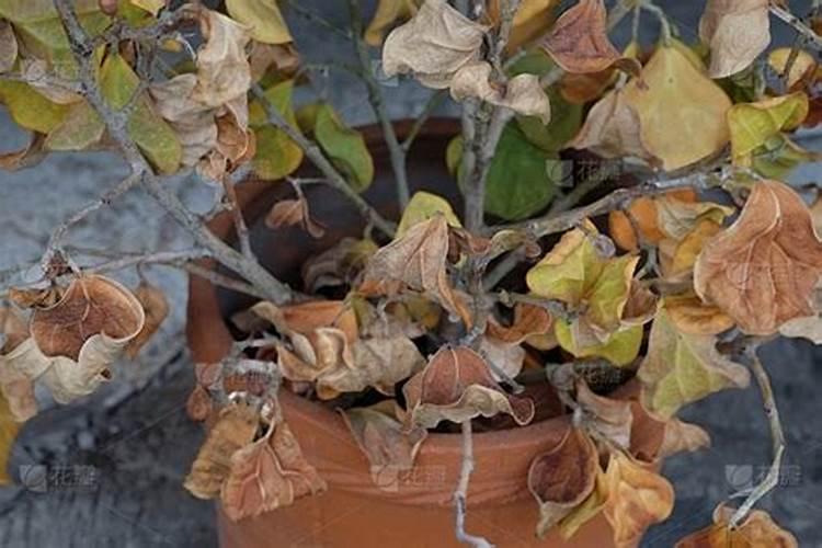 干树叶可以做肥料吗