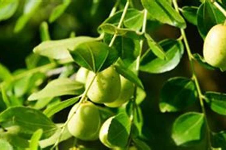 胺鲜酯和芸苔素的区别