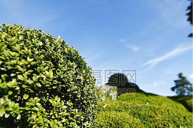 植物燃烧后的残余物,称草木灰.草木灰质轻且溶于水呈碱性,干时易随风而...