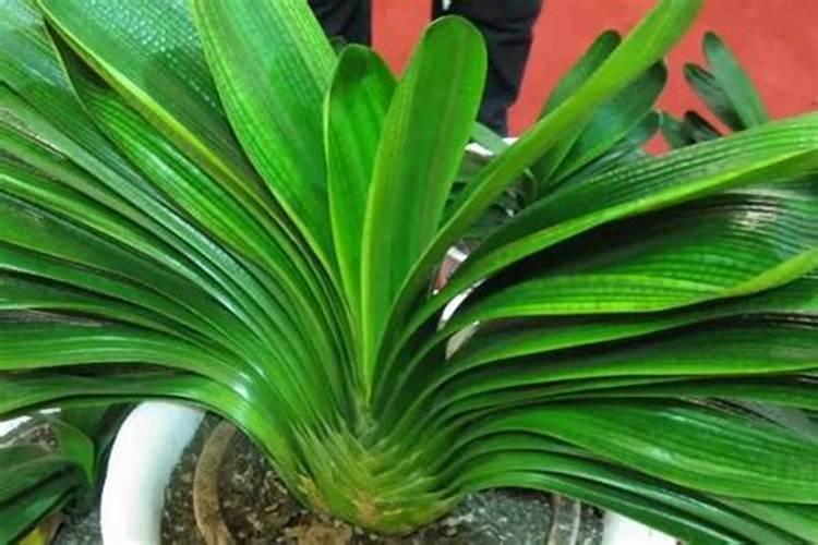 君子兰啥时上肥好