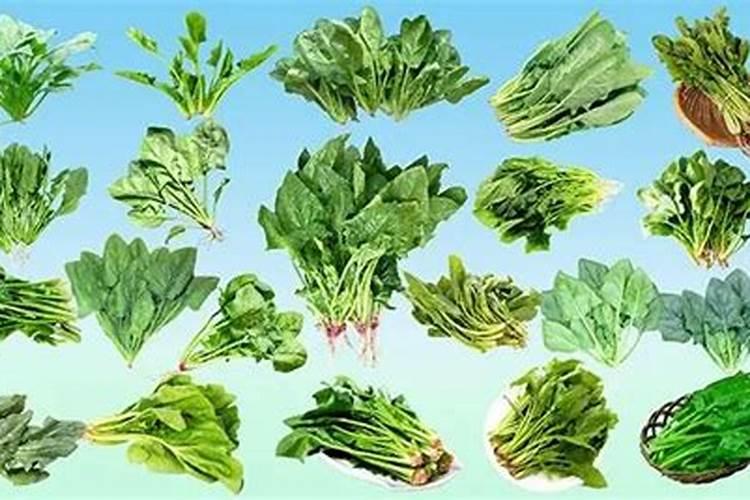 叶面肥什么时候打效果好