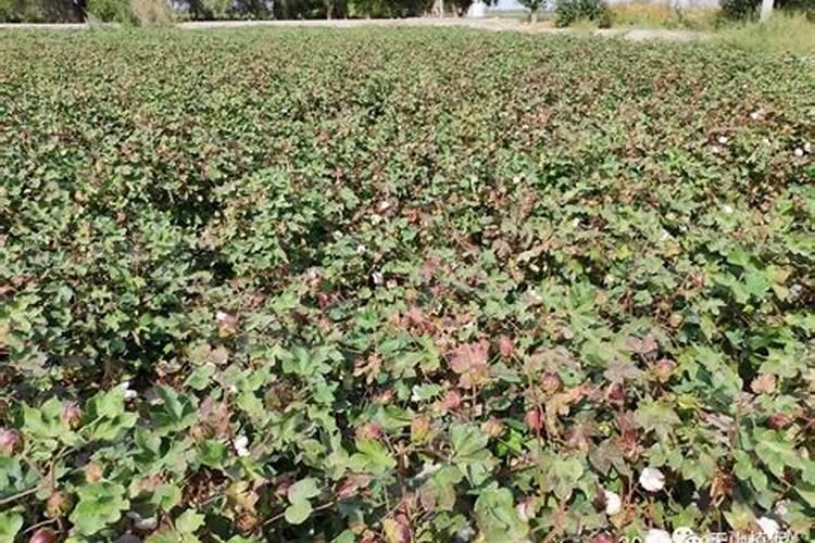 棉花施钾肥最佳时间