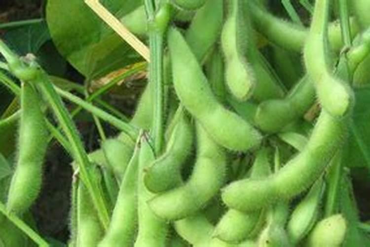 荷兰豆种植方法
