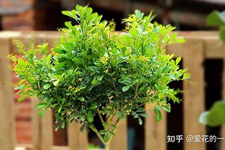 胡椒木怎样养才会长的好？