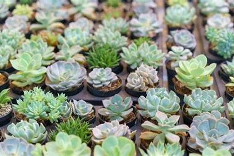 多肉植物长得太慢？2种肥料搭配使用,爆盆易如反掌