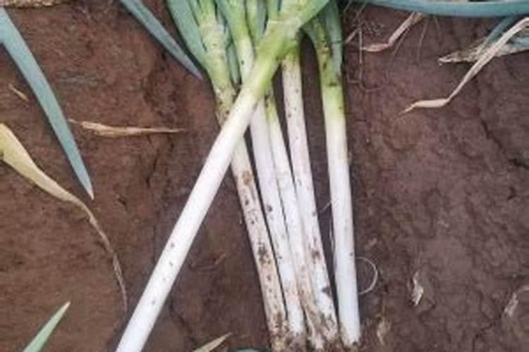 一亩大葱需要多少公斤磷肥