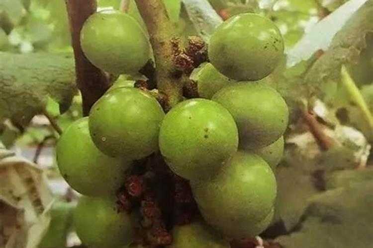 巨峰葡萄磷肥上多会烂吗