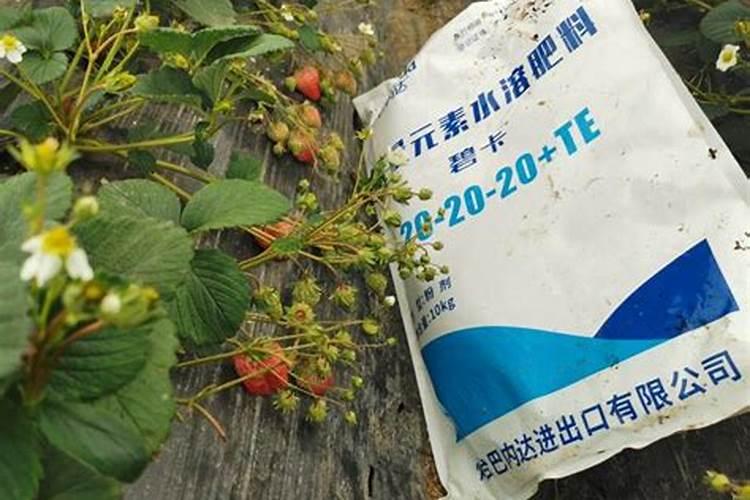 蓝妖:梦幻风铃草怎么养？新手照做,养好很简单