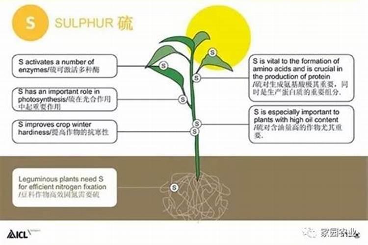 果树能用尿素施肥吗