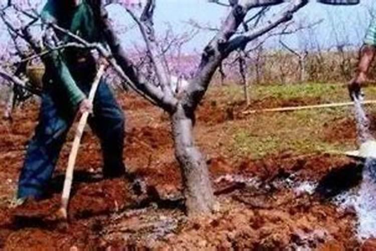 果树叶面肥用什么较好？