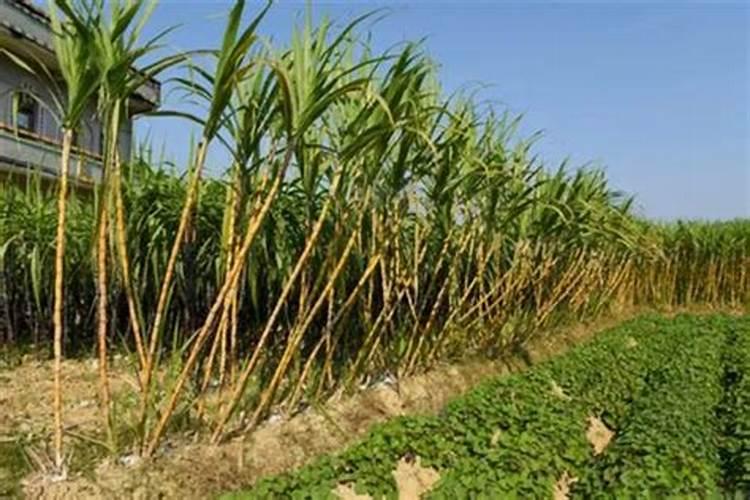 如何对农作物科学施用硼肥？