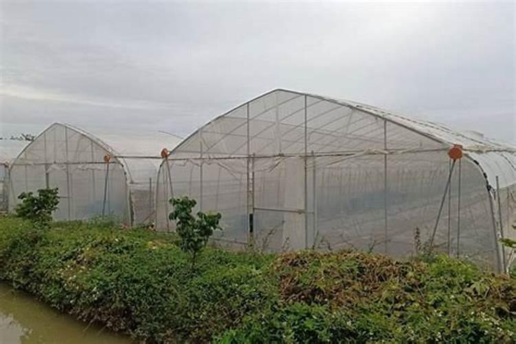 3月份刚刚种的露天西瓜,遇到冷空气怎么办