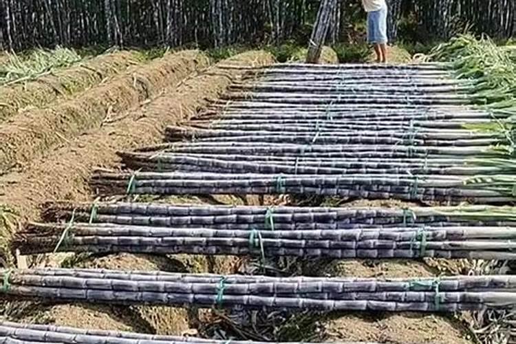 甘蔗拔节期施钾肥可以吗