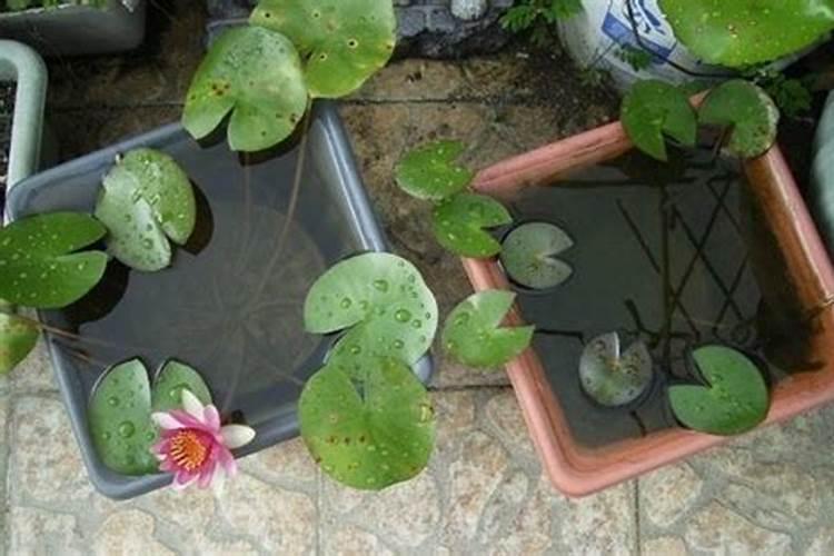 水培睡莲怎样种植