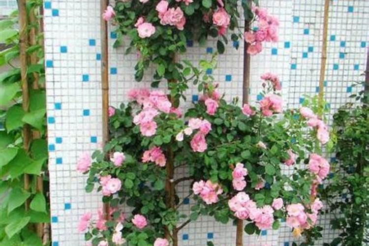 月季最好的肥料是什么？