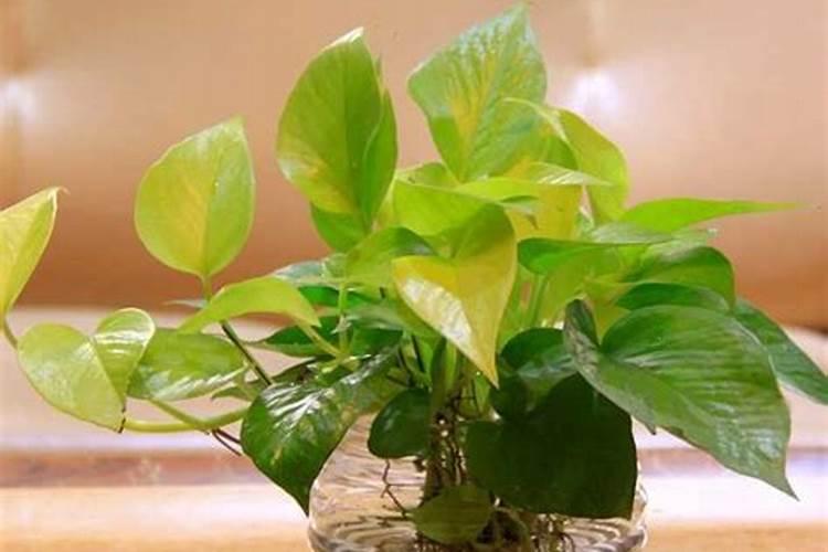 番茄开花阶段使用什么叶面肥效果好？