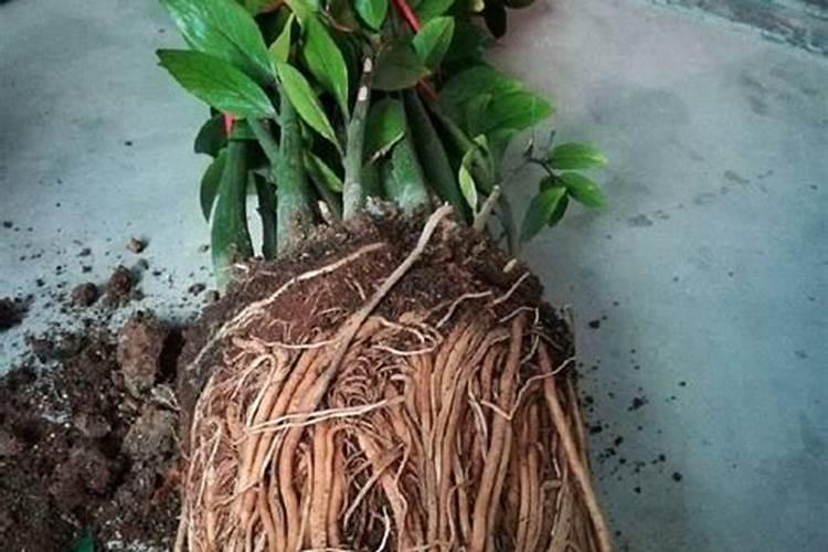 紫根兰怎么养才能开花