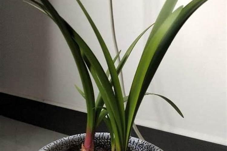 紫根兰长球快的方法