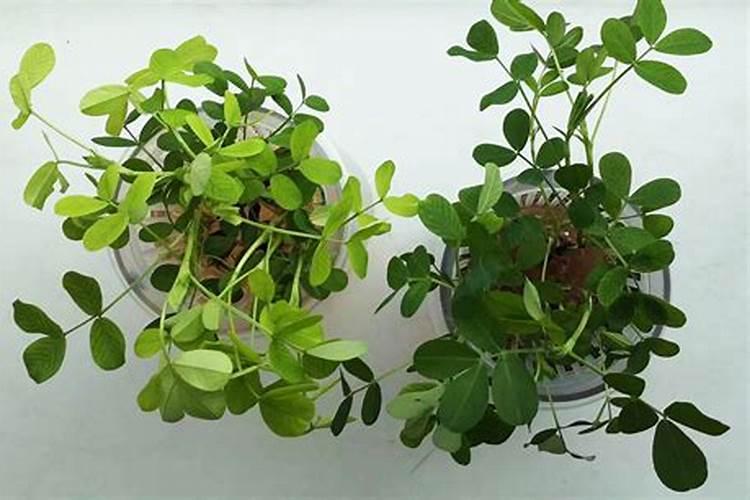 黄腐酸钾能解决花生地重茬问题吗