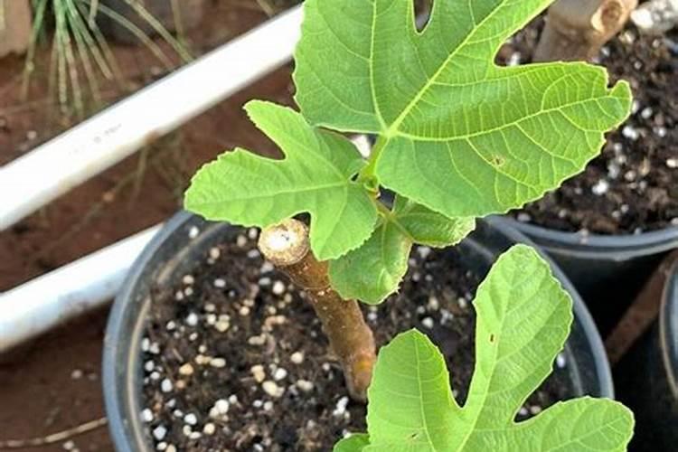 无花果施肥的正确方法