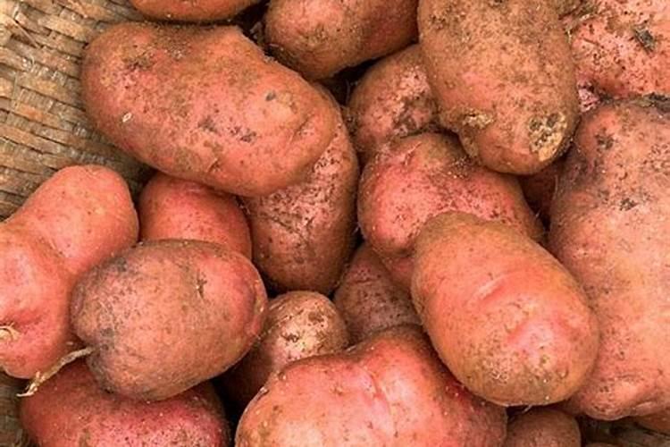 种植土豆最好是施哪种肥料最好？