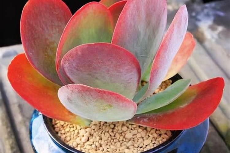 多肉植物浇什么肥好 施肥时候需要主意什么