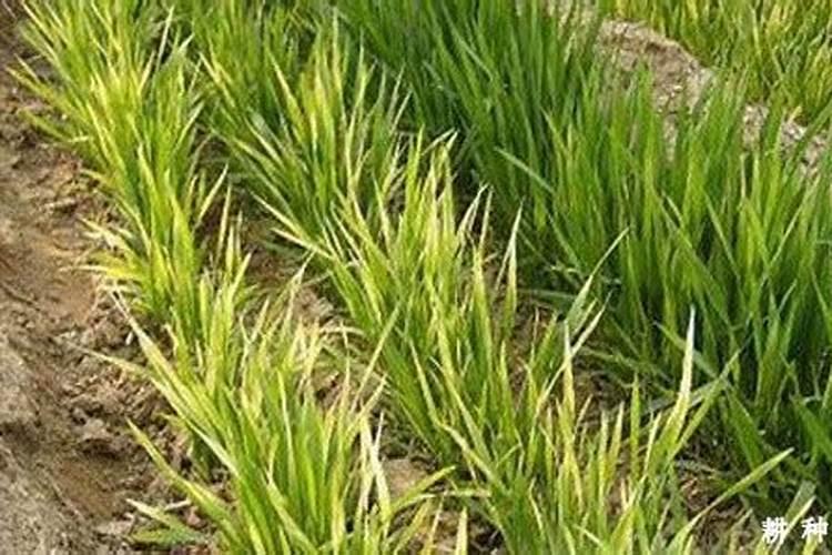 小麦倒伏最忌三种肥料