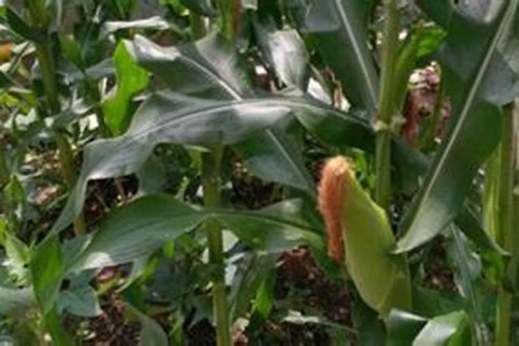 玉米苗有药害不长用什么药解