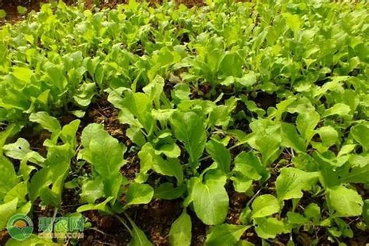 小白菜什么时候施肥 小白菜哪时候施肥比较好