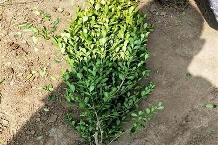 如何改良大棚酸性土壤