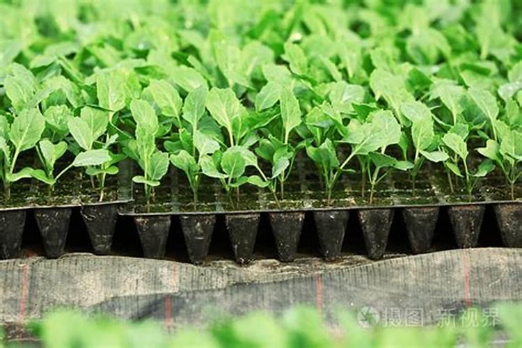 揭秘:海藻有机肥到底好不好？