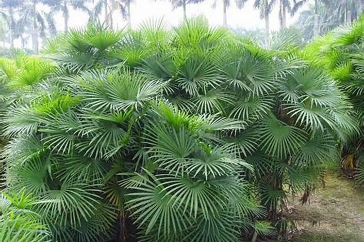 棕竹怎么养才能更旺盛