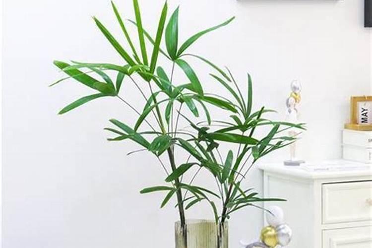 棕竹怎么养才长得好